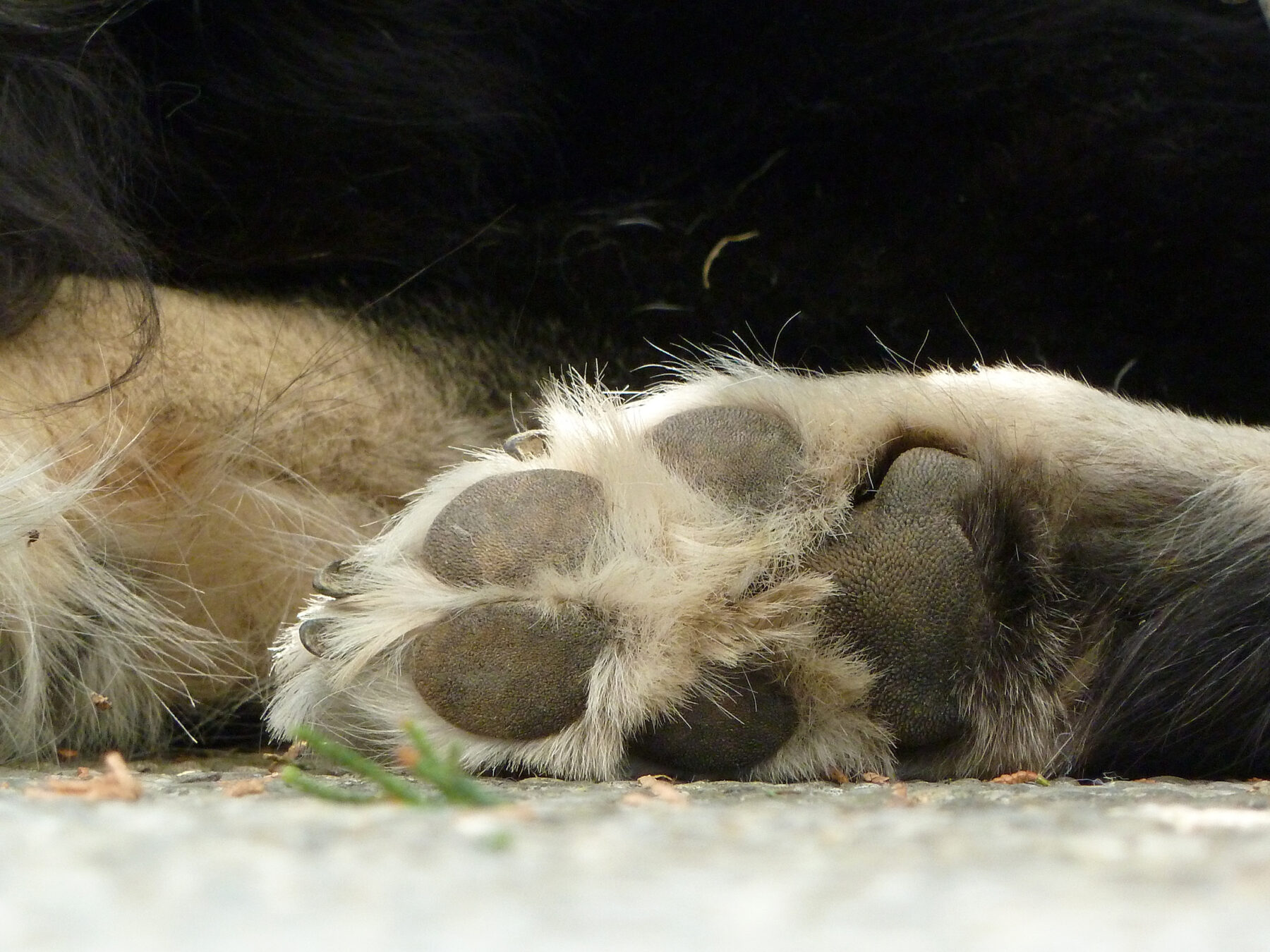 Nabije hondenpoot: Compassievolle begeleiding voor dieren tijdens hun laatste levensfase en ondersteuning voor hun eigenaren.
