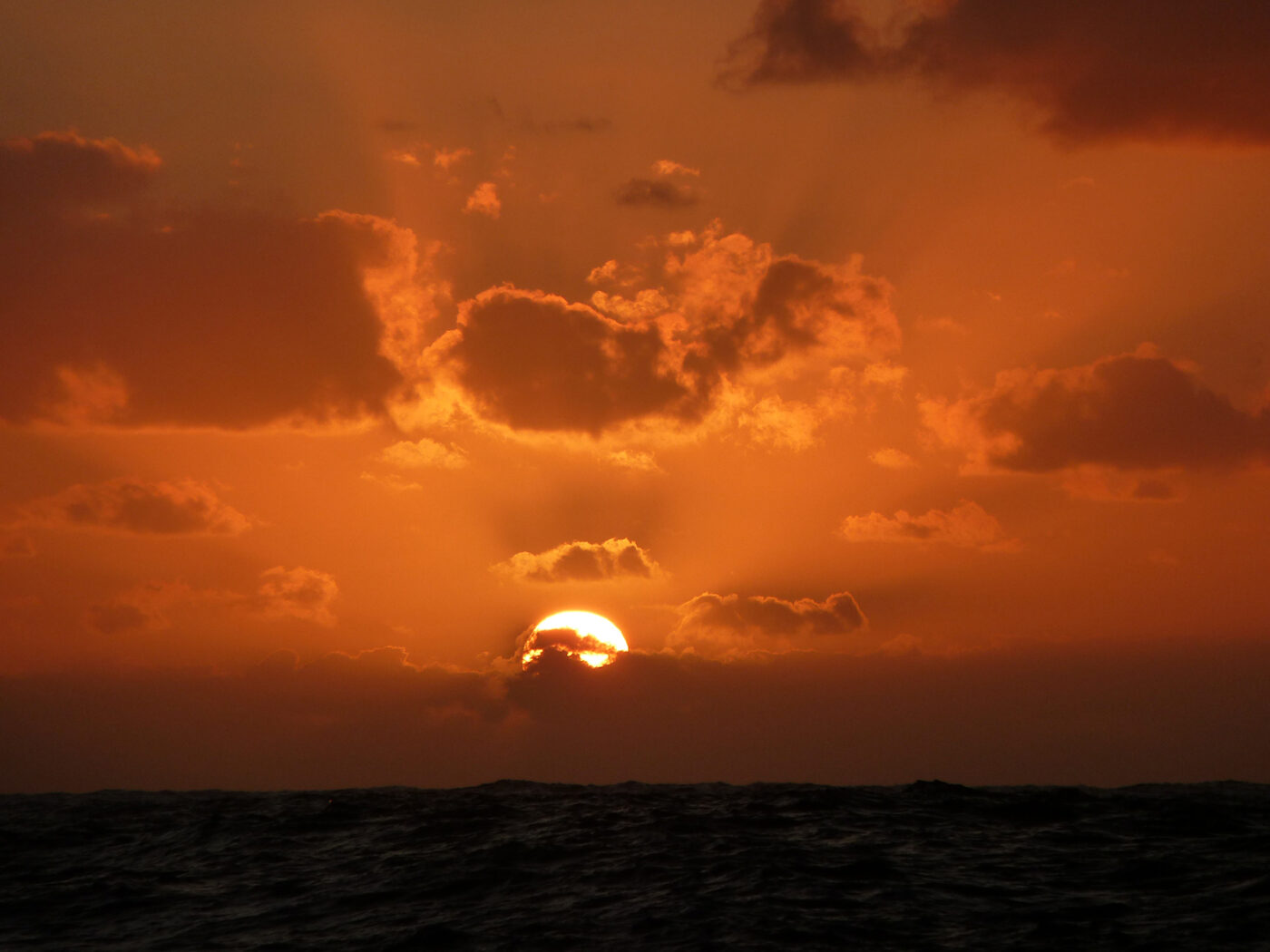 Symbolische zonsondergang voor stressbehandeling bij dieren: Ontdek hoe trauma wordt aangepakt met afgestemde therapieën zoals EFT en EMDR.