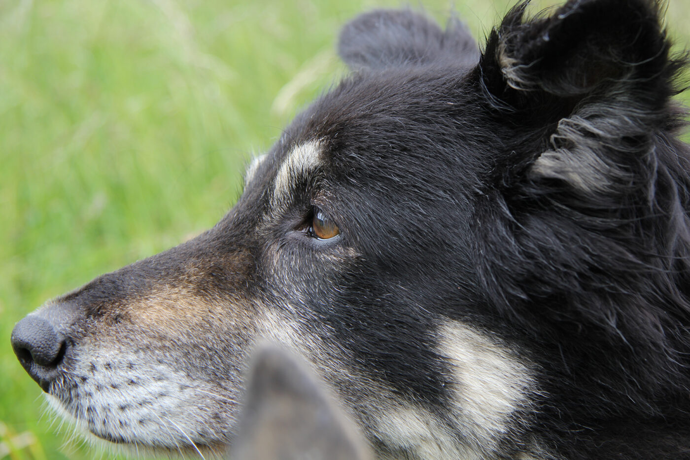 Honden en katten uit het buitenland of uit een dierenasiel hebben last van posttraumatische stress