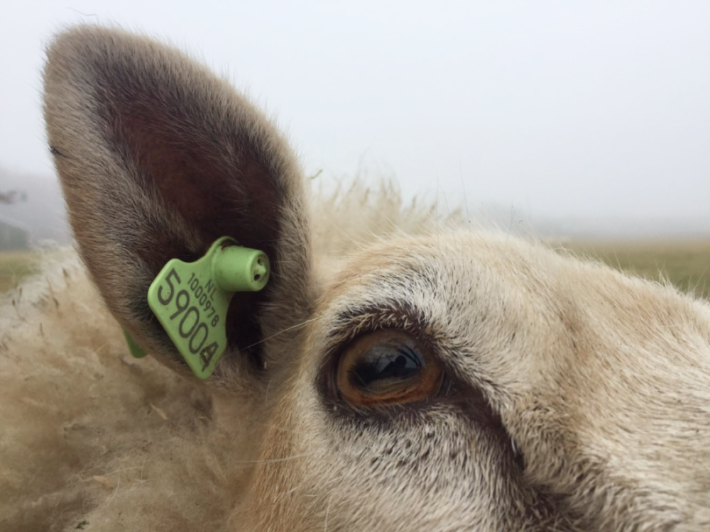 Ook schapen, koeien, lamas e.d profiteren van een bioresonantie analyse en therapie