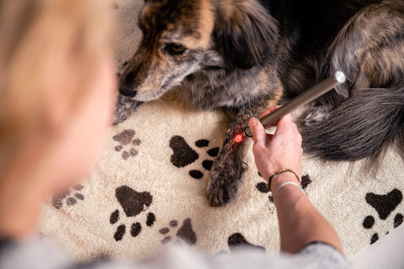 Hond krijgt niet-invasieve behandeling met medische laserpen: Holistische benadering met natuurlijke remedies zoals Schüssler celzouten en Bachbloesems.