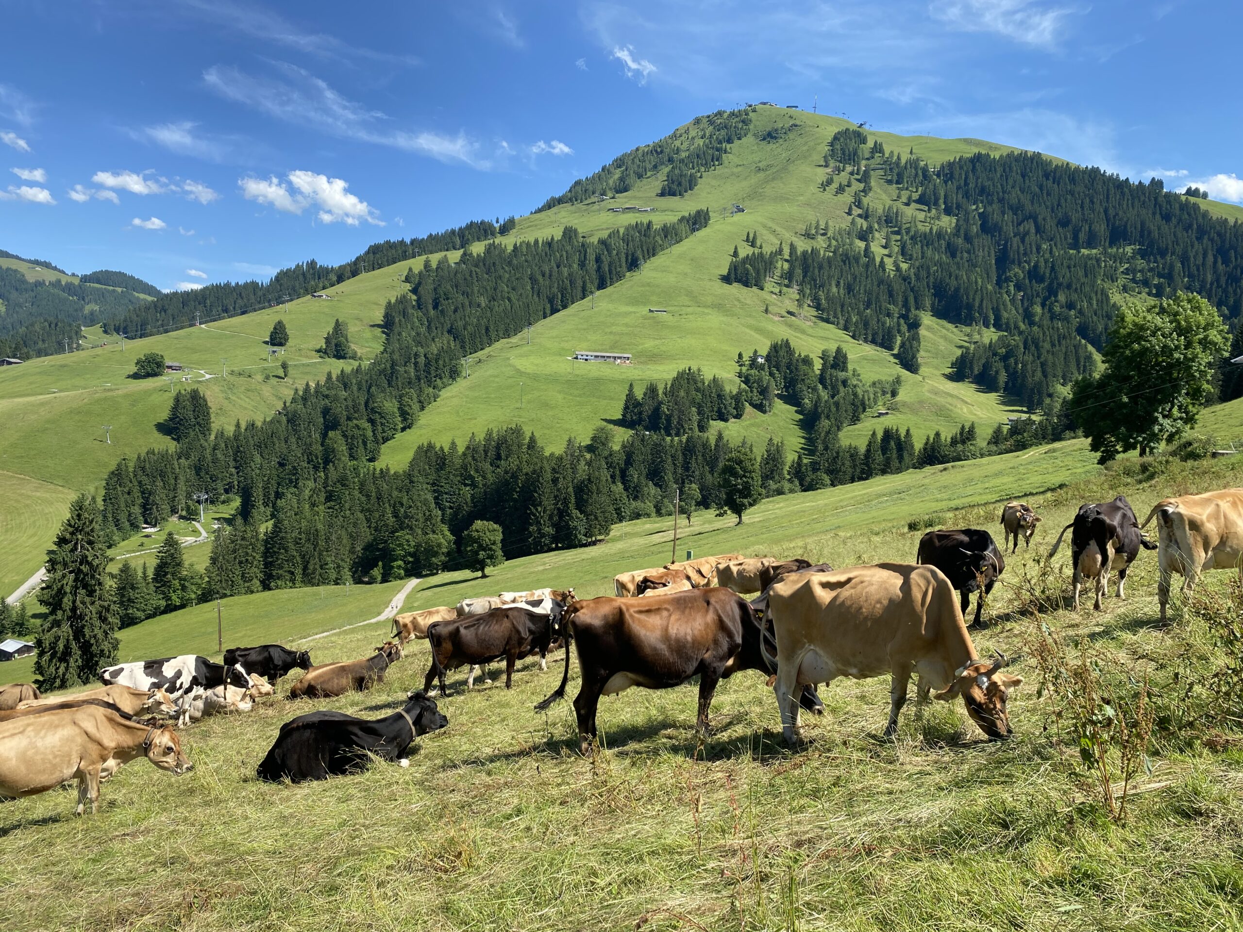 Koeien op Tiroler Alm: Bioresonantie voor landbouwhuisdieren - een holistische benadering om antibiotica te vermijden en de gezondheid te bevorderen