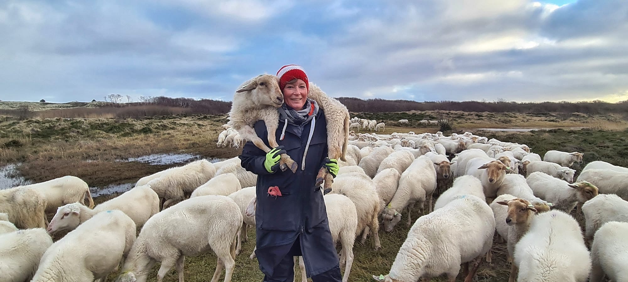 Als ZZP schaapherder in duinen met schapen